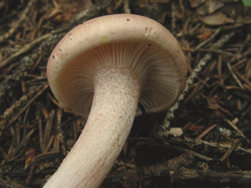 Hygrophorus fragicolor